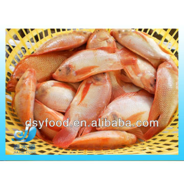 Frozen whole red tilapia fish in small size